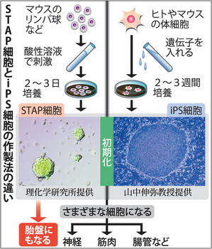 STAP細胞ips細胞の違い.jpg